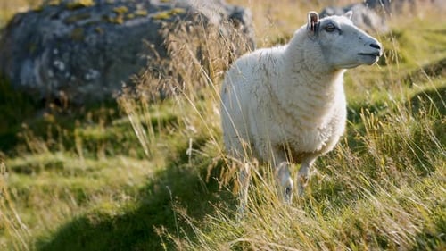 Close-up Of Sheep Grazing On Green Grass
