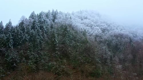 Misty Snow Covered Mountain Forest in Winter Landscape