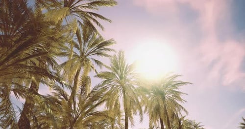 Tropical Palm Trees Swaying in Golden Sunlight