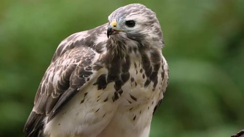 Cinematic Slow Motion Close up Of Buzzard Looking into Camera While Ripping Flesh from it's Bloody P
