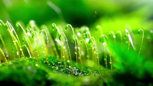 Water Drop Falling