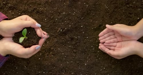 Close Up of Mother's Hands Putting in Kid's Hands Little Green Sprout with Soil