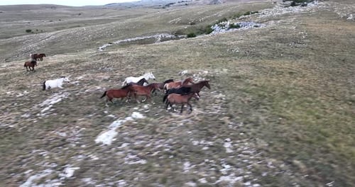 Wild Horses Running Freely on Grassy Hillside