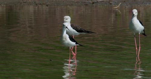 Three individuals moving to the left wading in the water, Black-winged Stilt Himantopus himantopus,