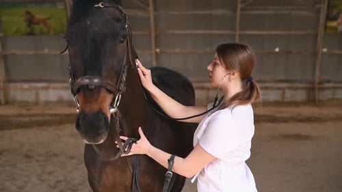 Woman Veterinarian Examining Brown Horse with Stethoscope