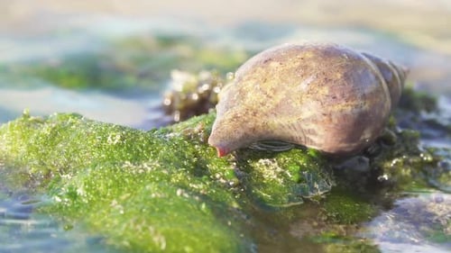 snail shell on green moss covered rocks with water waves washing over in slow motion
