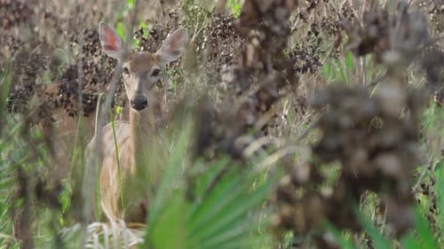 Deer Standing in a Lush Green Environment
