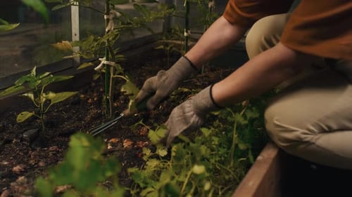 Gardening in the Greenhouse with Hand Tools