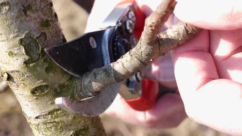 283p. Garden care. Pruning of fruit trees. The profession of a gardener.