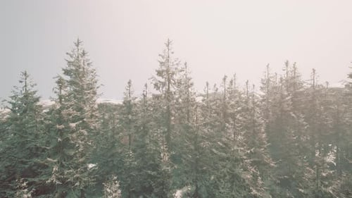 A Snowy Forest with Pine Trees