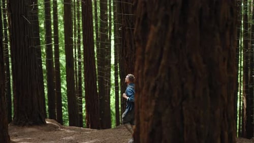 Caucasian Man Walking in a Forest Surrounded By Huge Trees