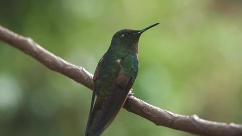 Macro shot of a hummingbird taking off from a branch, flying in slow-motion