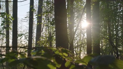 Smooth camera movement along deciduous trees in the early morning in a foggy forest.