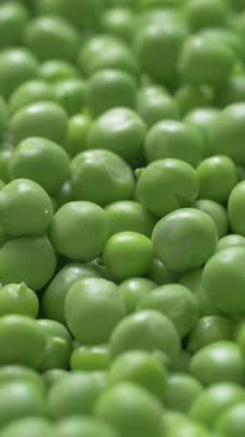 Bright Green Peas with Tender Texture Just Harvested on Farm