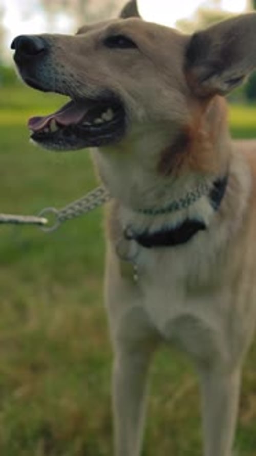 Vertical of Portrait of a Mongrel Dog on a Leash in the Park The Doggy Wags Its Tail and Smiles