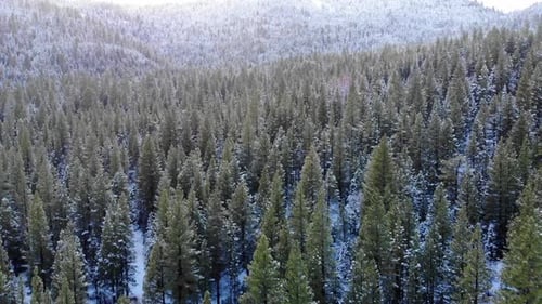 Drone flying over snowy forest. Beautiful snow covered trees. Winter wonderland.