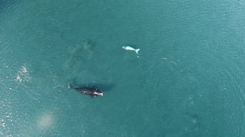 Baleines franches australes (mère et petit albinos), filature aérienne à vol d'oiseau