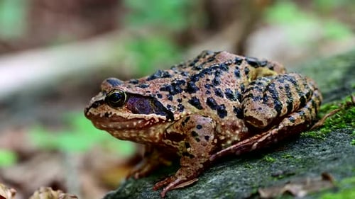 Europäischer Frosch mit verschwommenem Hintergrund