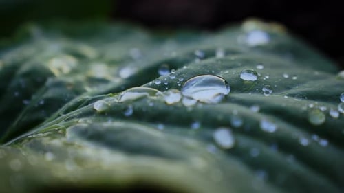 Regentropfen fallen auf ein Grünkohlblatt