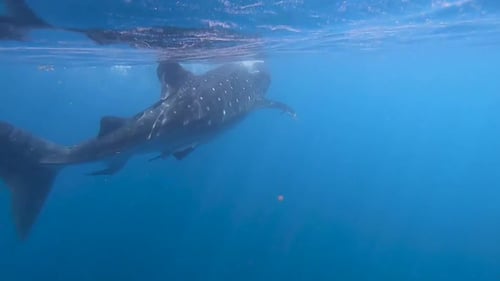 Tubarão-baleia nadando na superfície