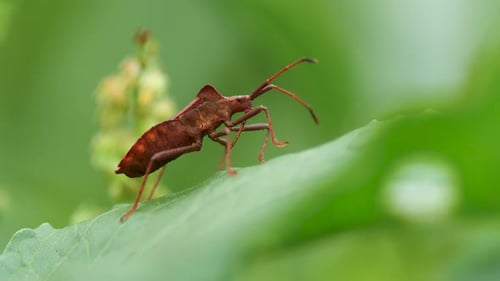 Detailed Close-Up of Brown Insect on Green Leaf