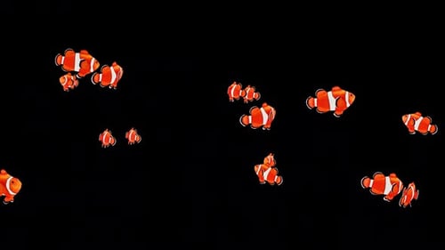 Schwimmen mit Clownfischen