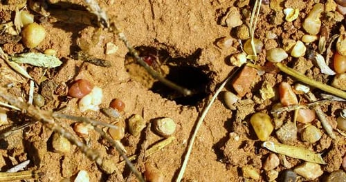 Macro extrême du nid de la fourmi moissonneuse rouge (Pogonomyrmex barbatus).