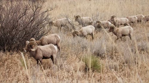 Bighorn Rams Grazing in Rural Landscape