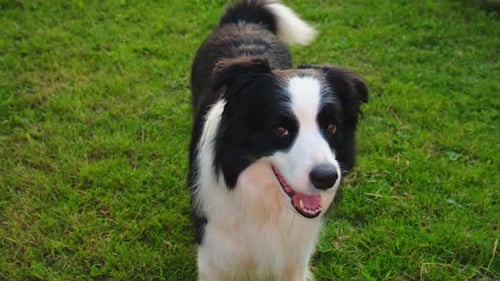 Dog Walking Pet Activity Cute Dog Border Collie in Park Puppy Dog with Funny Face Walking in Sunny