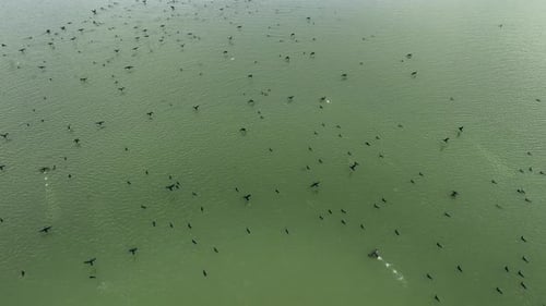 Aerial view of birds on a lake, Bangladesh.