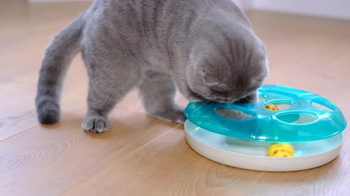 Gray Cat Plays with a Toy on Floor