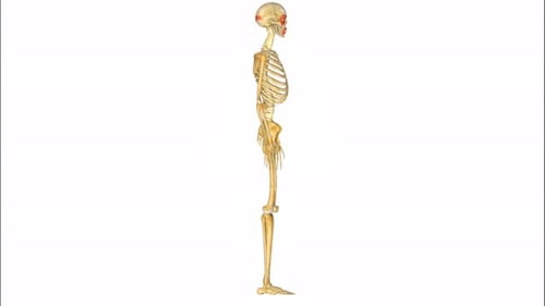 Das menschliche Skelettsystem mit detaillierter Anatomie der Knochenstruktur