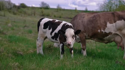 Cows Grazing in Rural Pasture on Farm