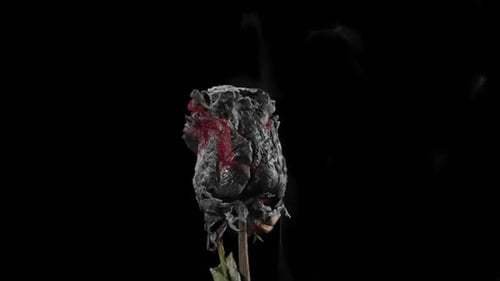 Charred Rose Smoking on Black Background