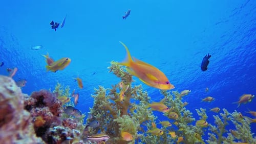 Vibrant Coral Reef with Tropical Fish Swimming