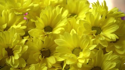 Yellow Chrysanthemum Flowers Blooming in Close Up