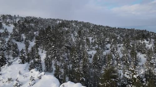 Drone Footage Winter In Forest