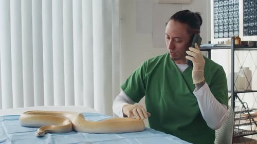 Tierarzt ruft am Telefon an, während er Schlange in der Klinik untersucht