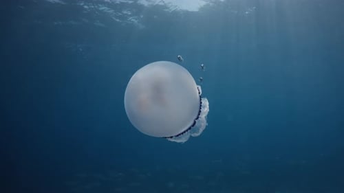 Quallen eingetaucht in das Blau des tiefen Ozeans