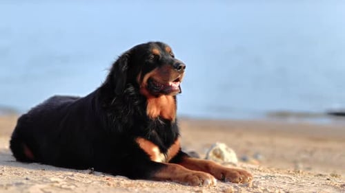 Bezauberndes, schwarz-braunes Hundefell, liegend, Meer, Sand, Strand, Wasserlandschaft, alleine liegend, draußen, Tageslicht