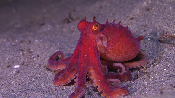 Ruby octopus at sandy bottom of seabed, Nature Stock Footage ft ...