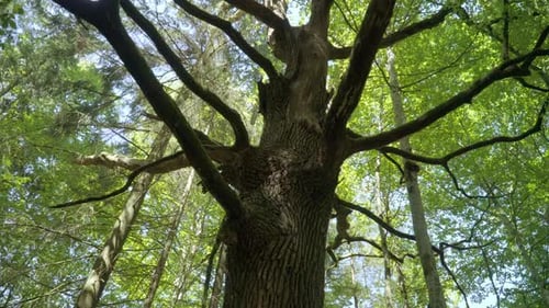 Tall Dry Tree Among Vivid Forest. Tree with Dry Branches Standing In