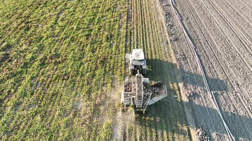 Harvesting Sugar Beet By Tractor