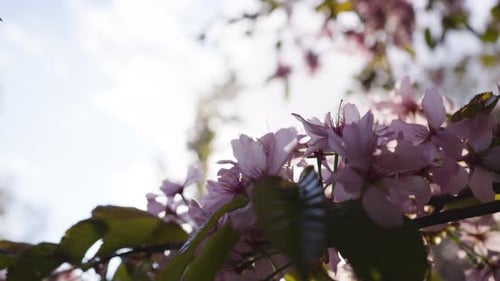 Sunlight Filtering Through Cherry Blossoms on a Spring Day