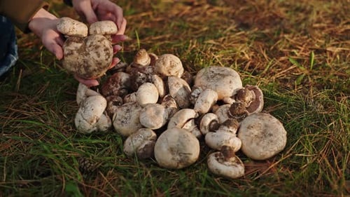 Freshly Picked Champignons Mushrooms on Green Grass