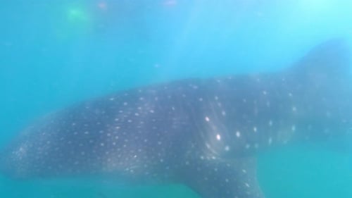 A giant, beautiful whale shark swims along just under the surface of the water off the coast of Mexi