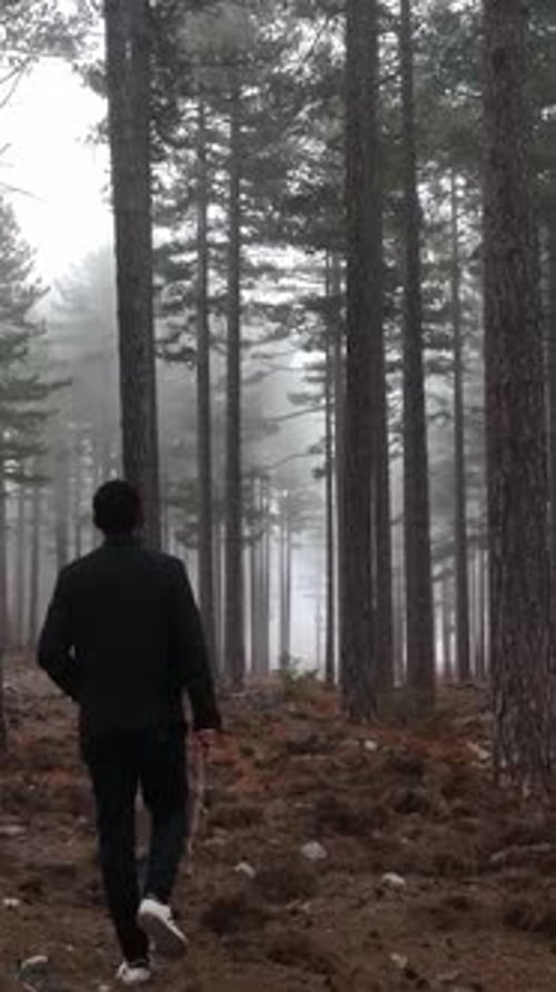 Vertical Video Misty Forest Flight Between Trees in the Foggy Forest