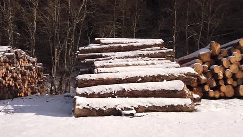 Snow Covered Logs in Winter Forest