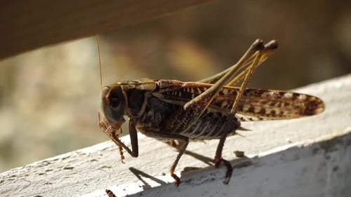 Nahaufnahme einer Heuschrecke auf weißem Holzbrett in Zeitlupe