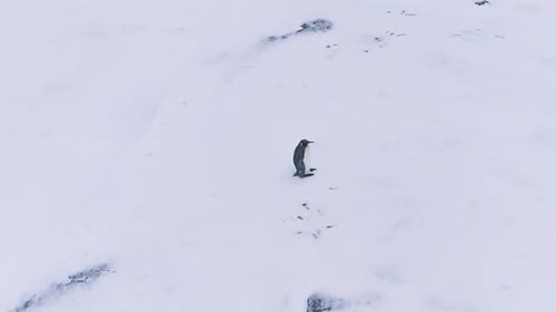 Lone King Penguin Wave Wing Antarctica Aerial View